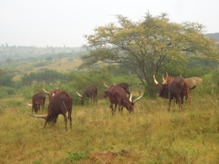 À la tombée du jour, du côté de Burumba, troupeau de Ankole...